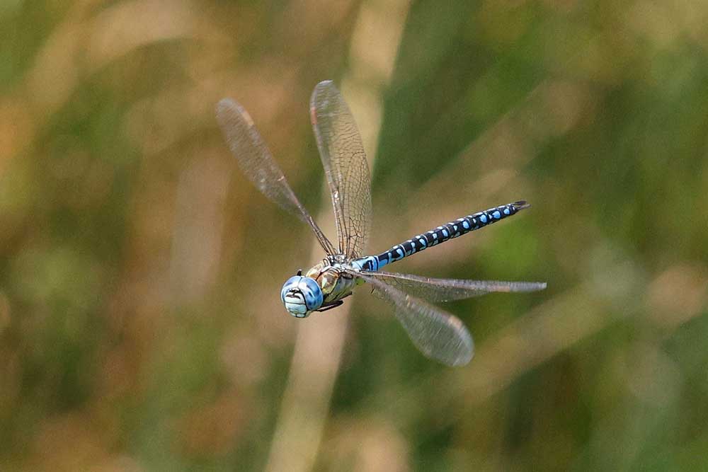 Aeshna_affinis
